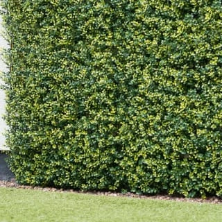 Bloom Buxus Artificial Hedge Screening 4pk 1 Bloom Buxus Artificial Hedge Screening 4pk