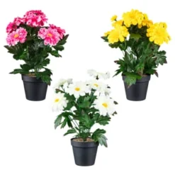 B&M Zinnia Plant Pot - Yellow -B&M Garden Shop 392826 zinnia in pot group