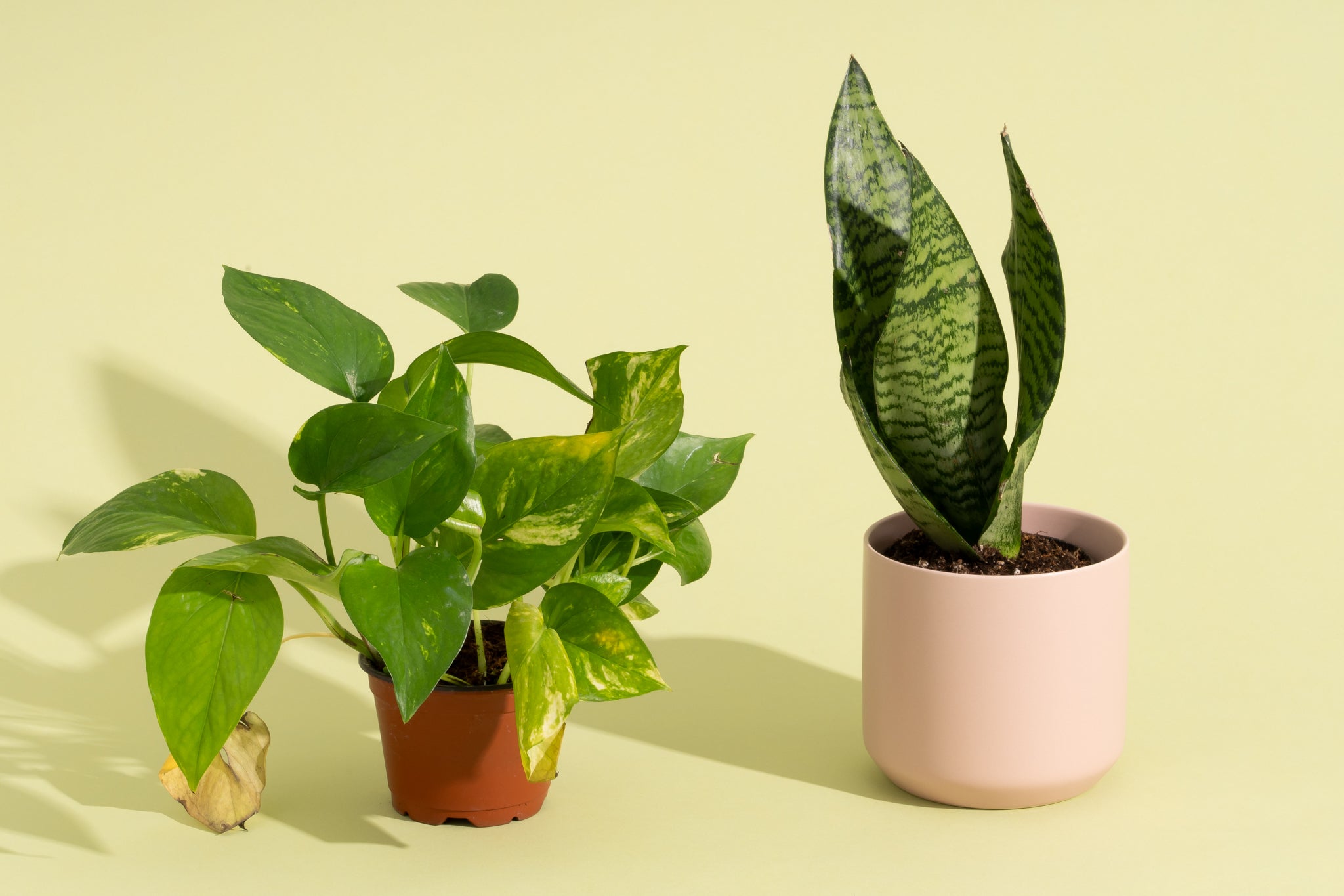 B&M Garden Shop -B&M Garden Shop plantsonline 2048px 8456